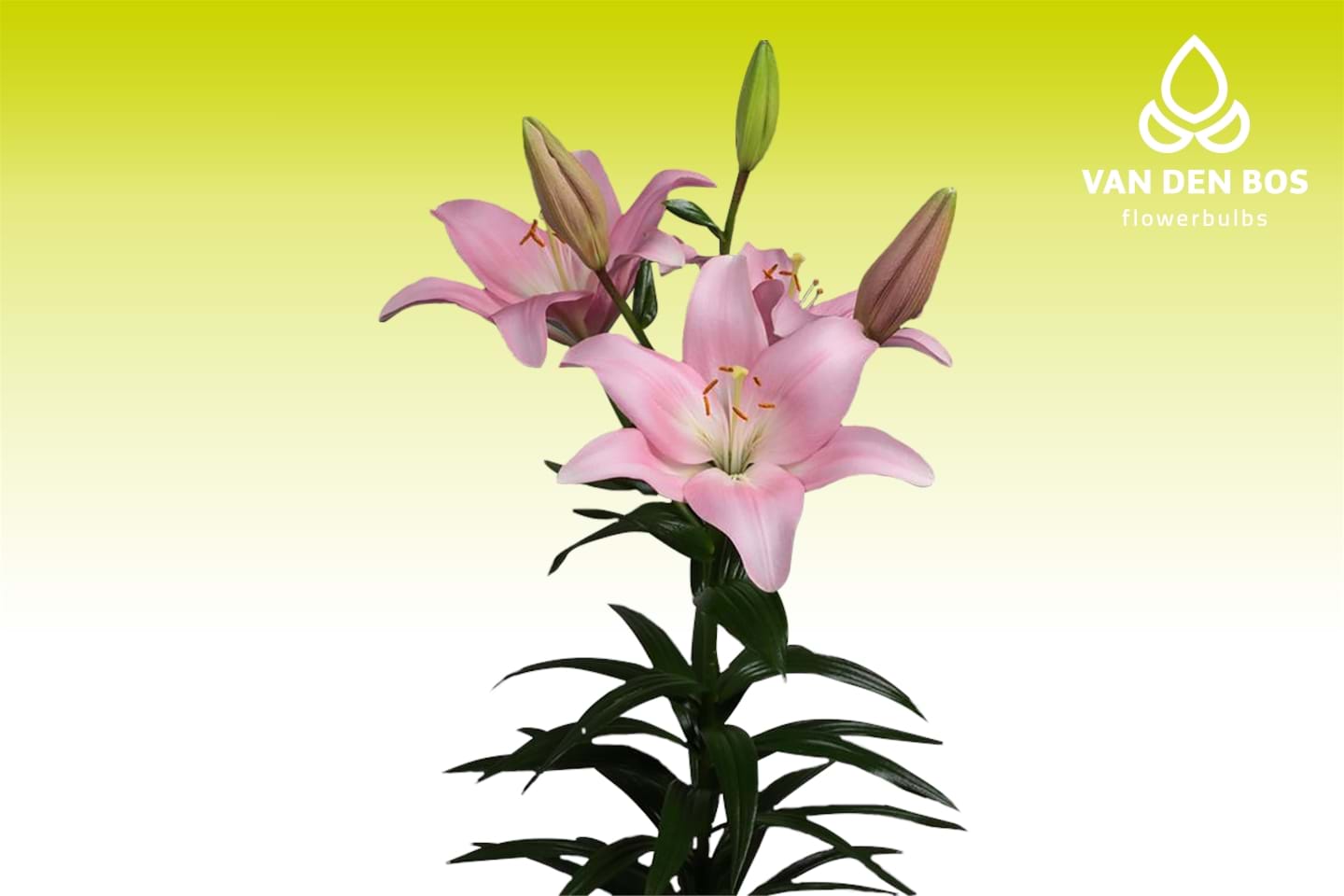 Lexington® (L.A.) - Lily - Van den Bos Flowerbulbs