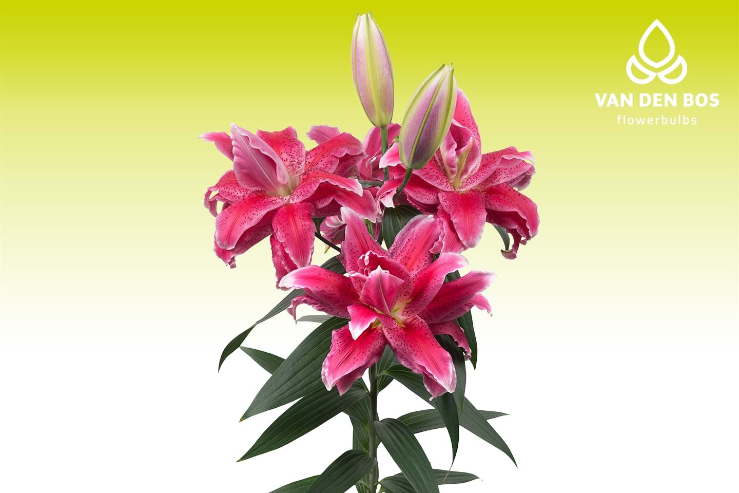 roselily-doria-roselily-van-den-bos-flowerbulbs