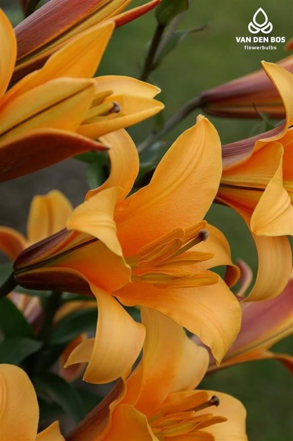 Orange Planet® (Overige) - Lily - Van den Bos Flowerbulbs