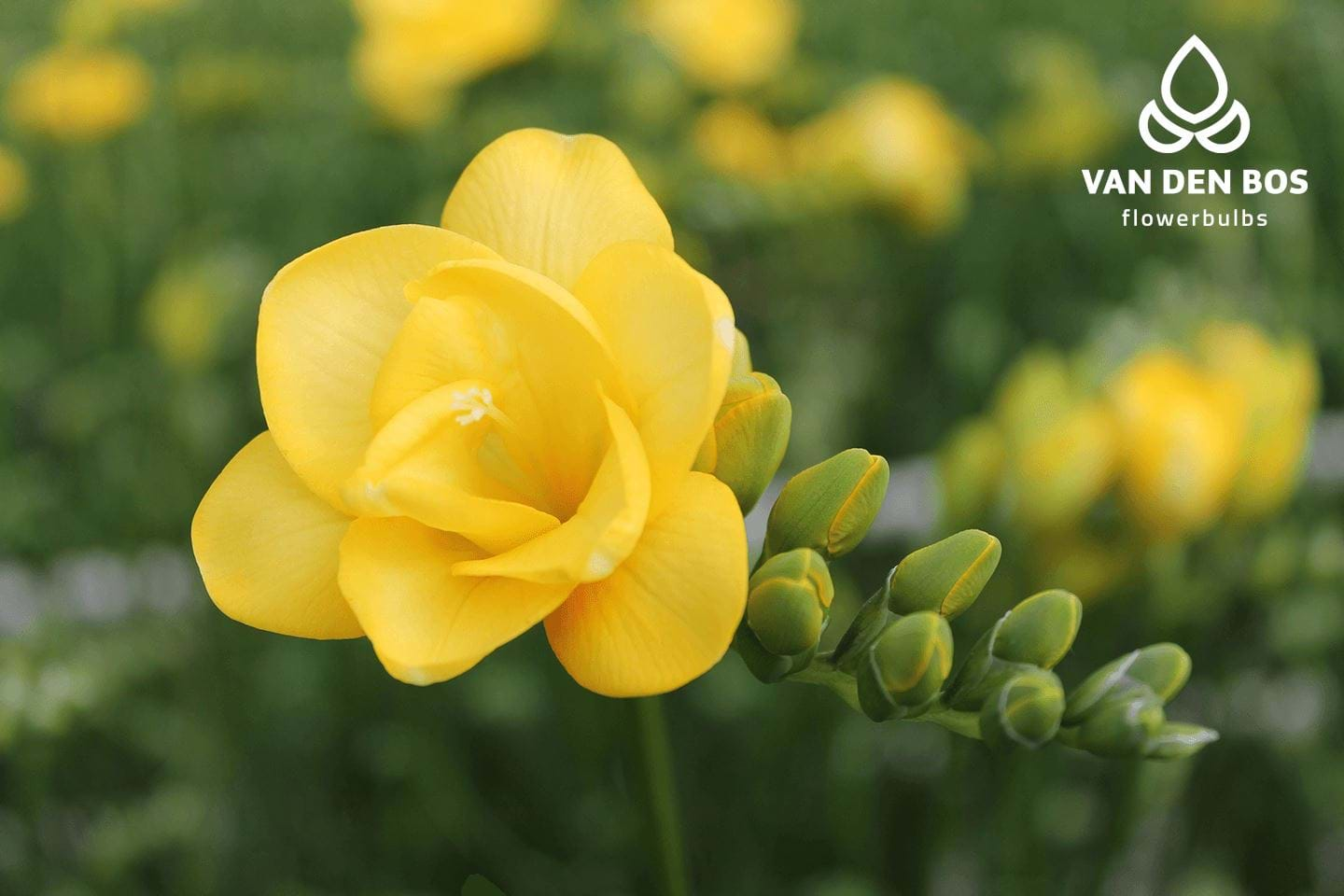 Clarissa® (Đôi) - Freesia - Van den Bos Flowerbulbs