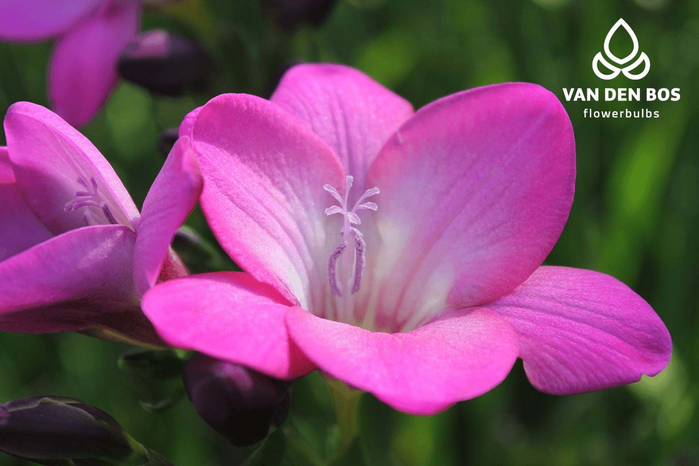 Pink Passion® (Single) Freesia Van den Bos Flowerbulbs