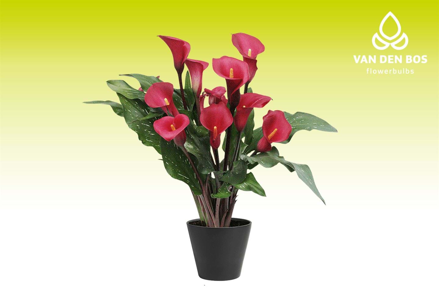 Passoa® - Calla - Van den Bos Flowerbulbs