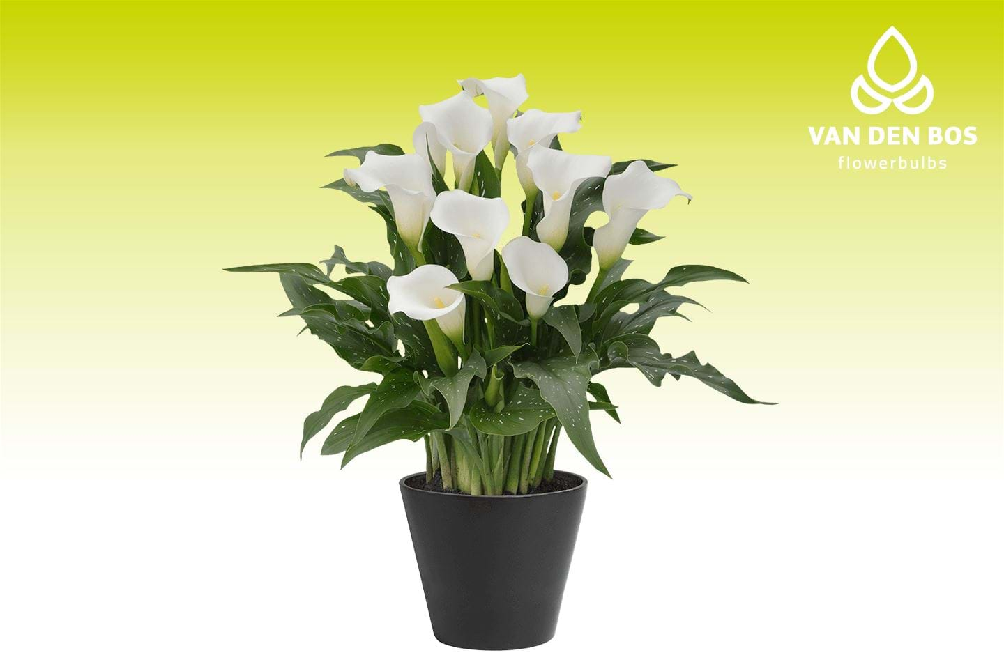 Snow Storm® - Calla - Van den Bos Flowerbulbs