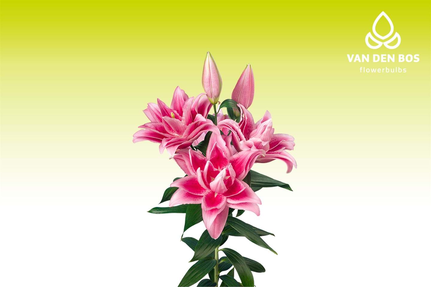 Roselily Jasmina® - Roselily - Van den Bos Flowerbulbs