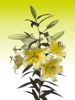 Conca d'Or®