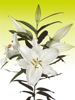 Crystal Blanca®