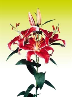 Stargazer®