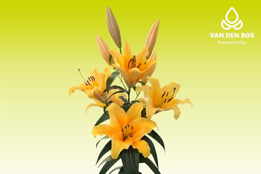 Valverde®