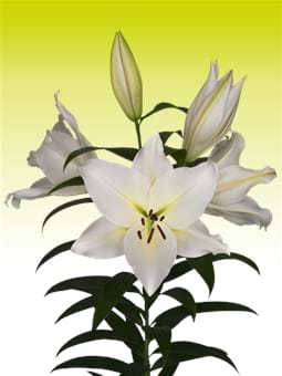 Villa Blanca®