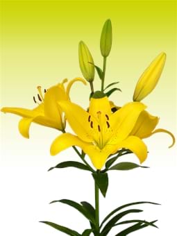Yellow Diamond®