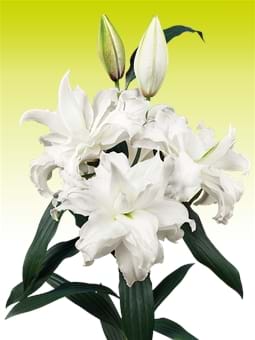 Roselily Angela®