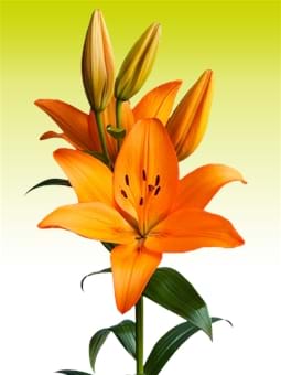 Herenica®