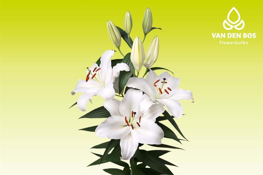 Margriet Slijkerman®
