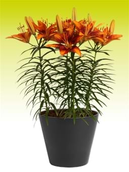 Tiny Orange Sensation®