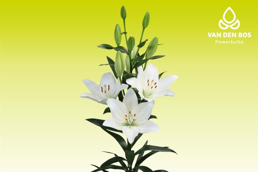 Scansano® (L.A.) - Lily - Van den Bos Flowerbulbs