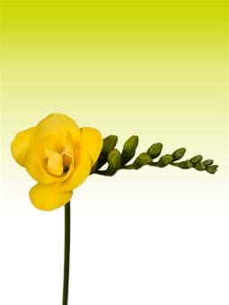 Soleil®