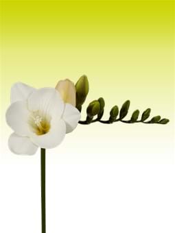 White Serenade®
