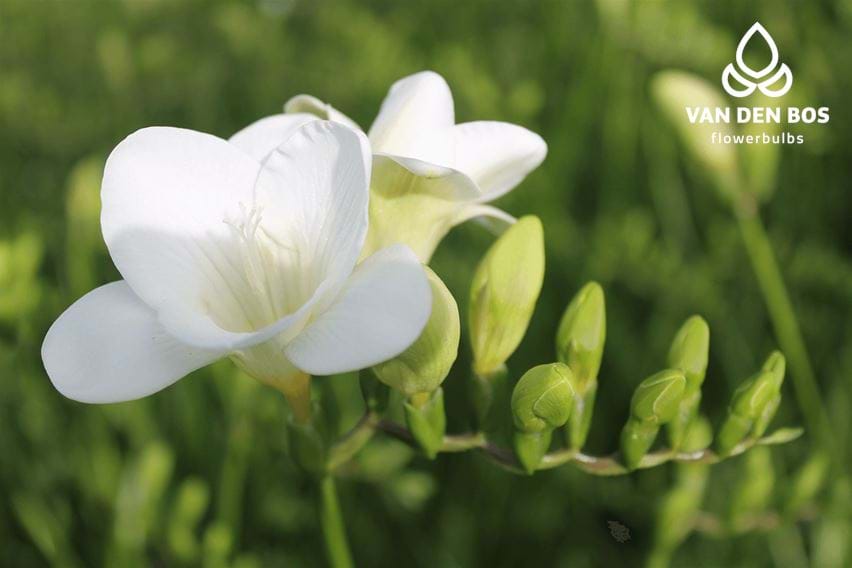 White Serenade®