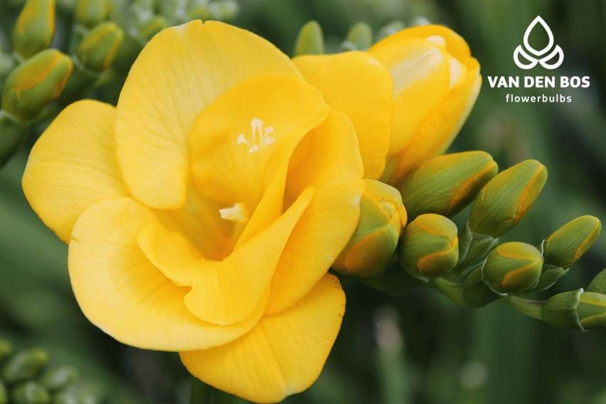 Soleil®