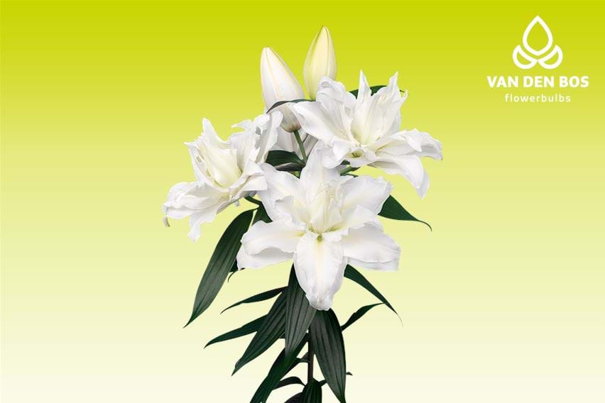 Roselily Jacintha®