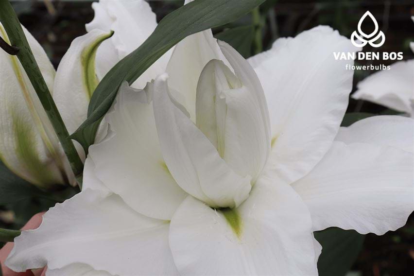 Roselily Maxima®