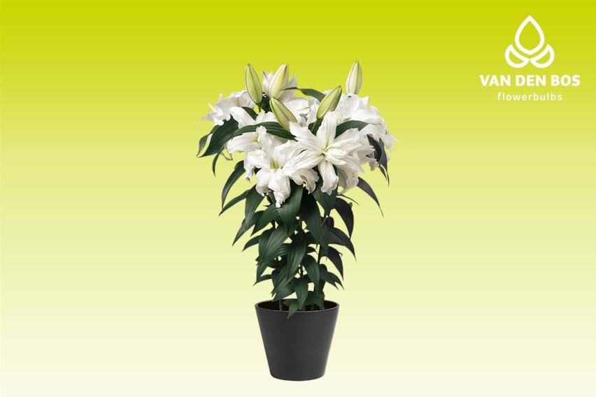 Roselily Luna®
