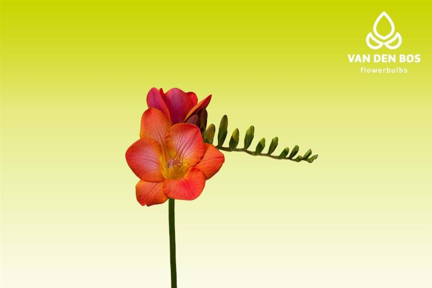 Acapulco® (Single) - Freesia - Van den Bos Flowerbulbs