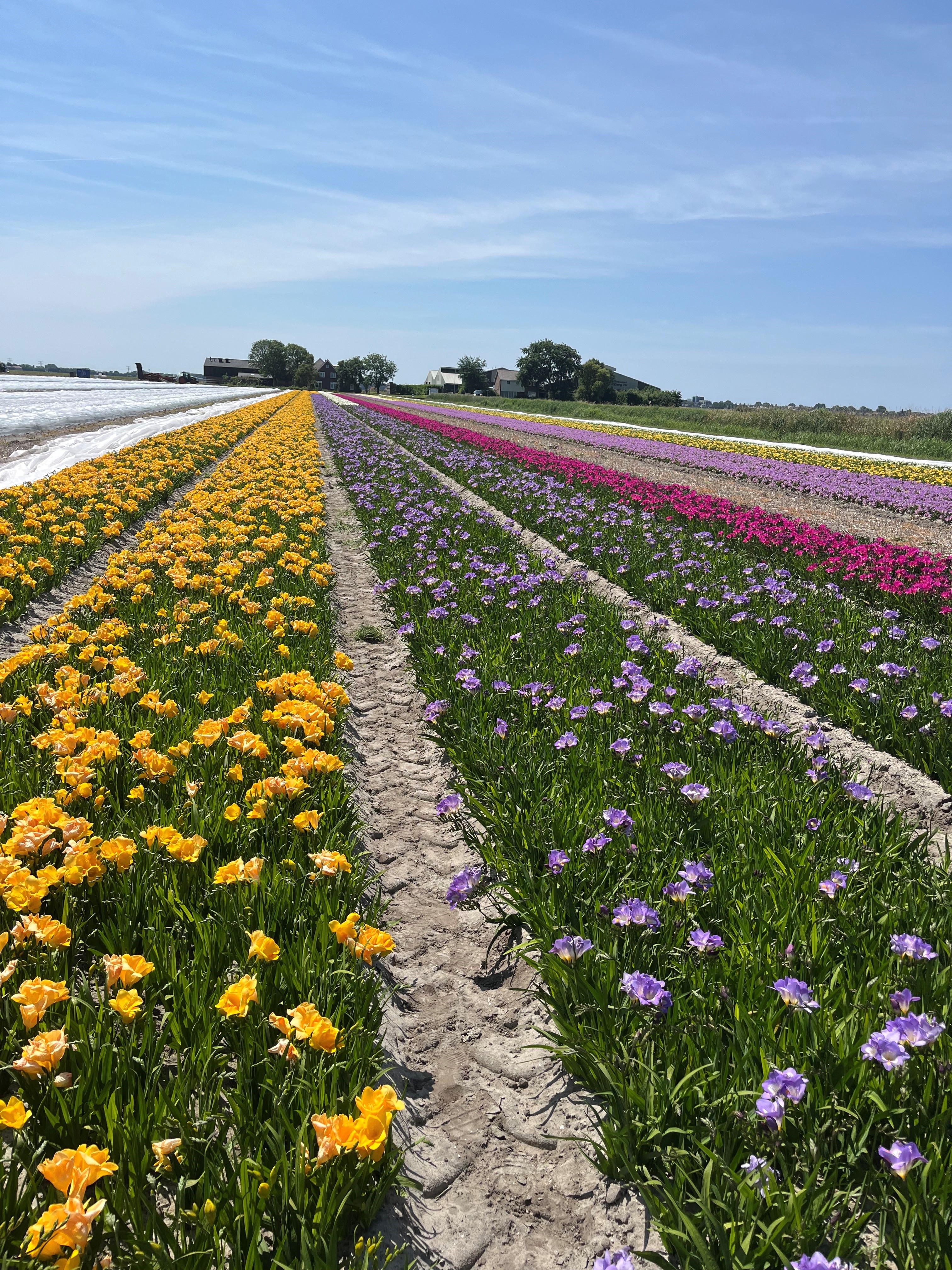 Van den Bos Flowerbulbs | Global Leader in Lilies, Freesias & Callas