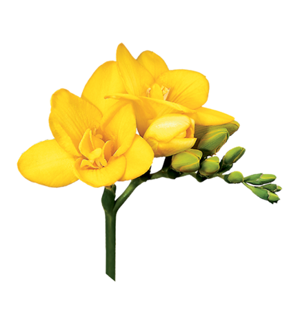 Van den Bos Flowerbulbs | Global Leader in Lilies, Freesias & Callas
