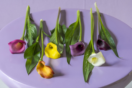 Van den Bos Flowerbulbs | Global Leader in Lilies, Freesias & Callas